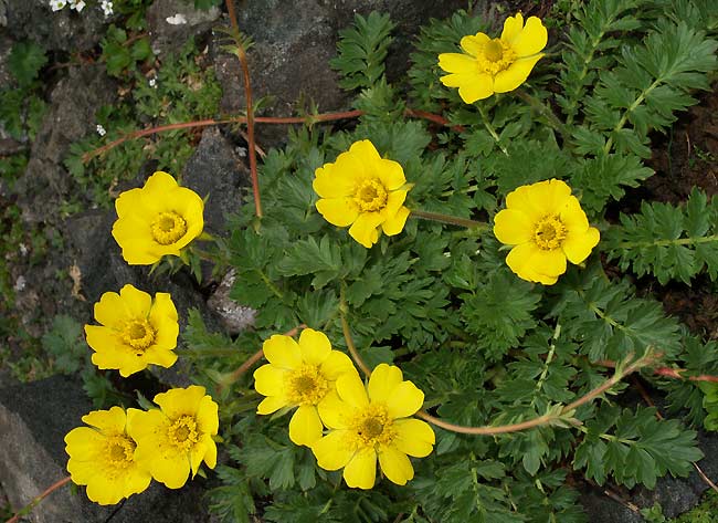  Image name: cinquefoglio2.jpg 
 width: 650 pixel 
 height: 473 pixel 
 Size: 65812 bytes 
 Click to enlarge 